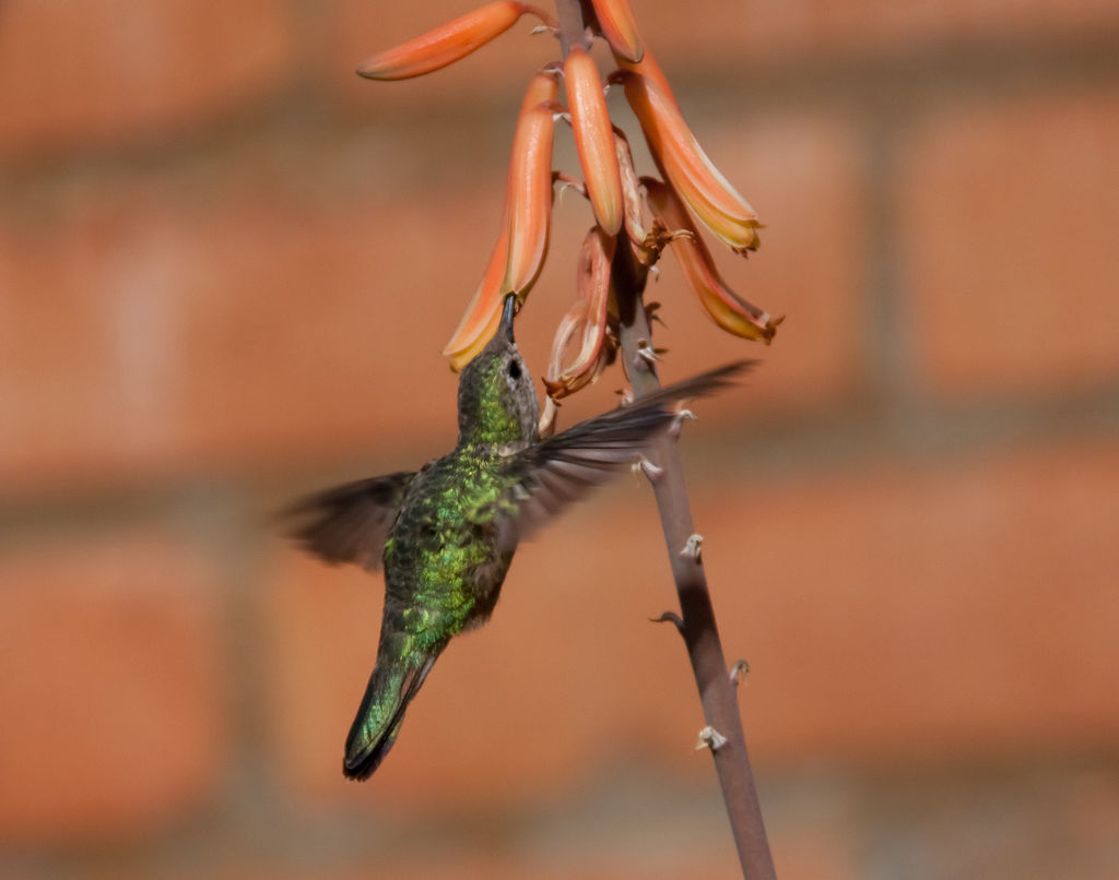 Green hummingbird sipping nectar