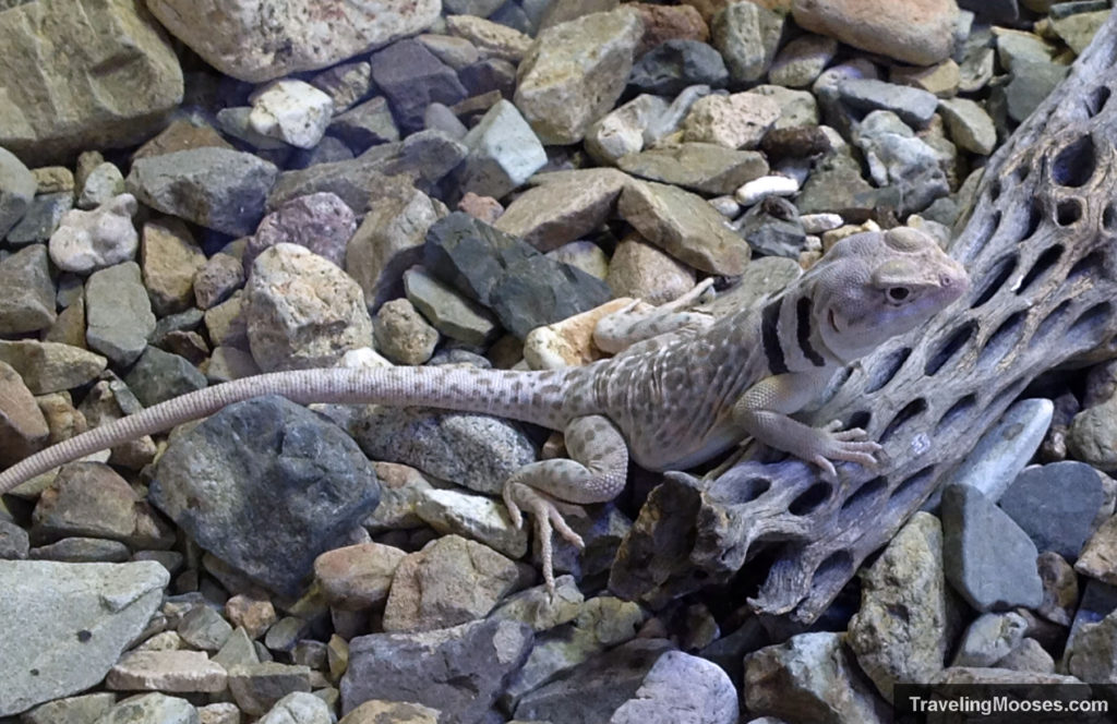 Gray lizard with black rings on neck