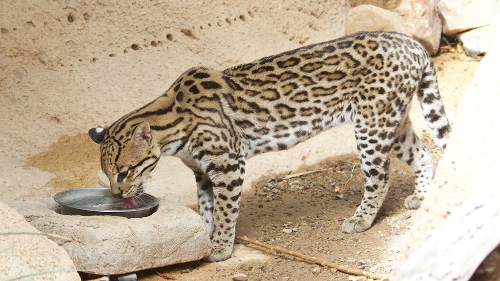 Ocelot drinking water