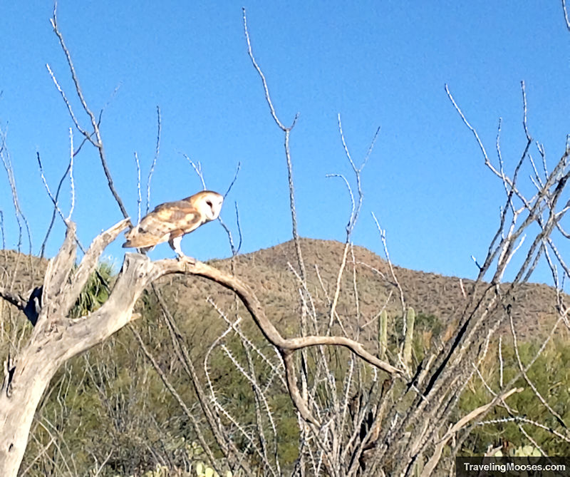 White owl perched on tree