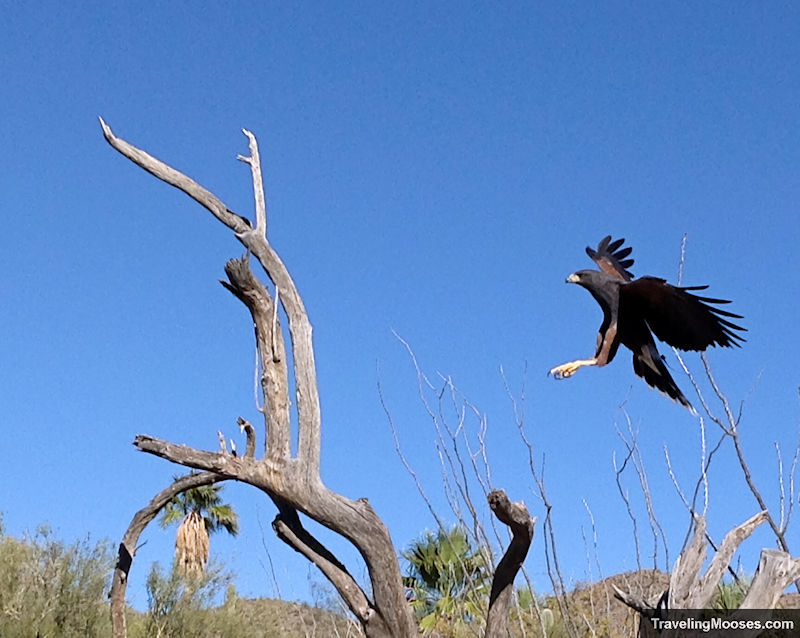 Black raptor in flight ready to land on a dead tree