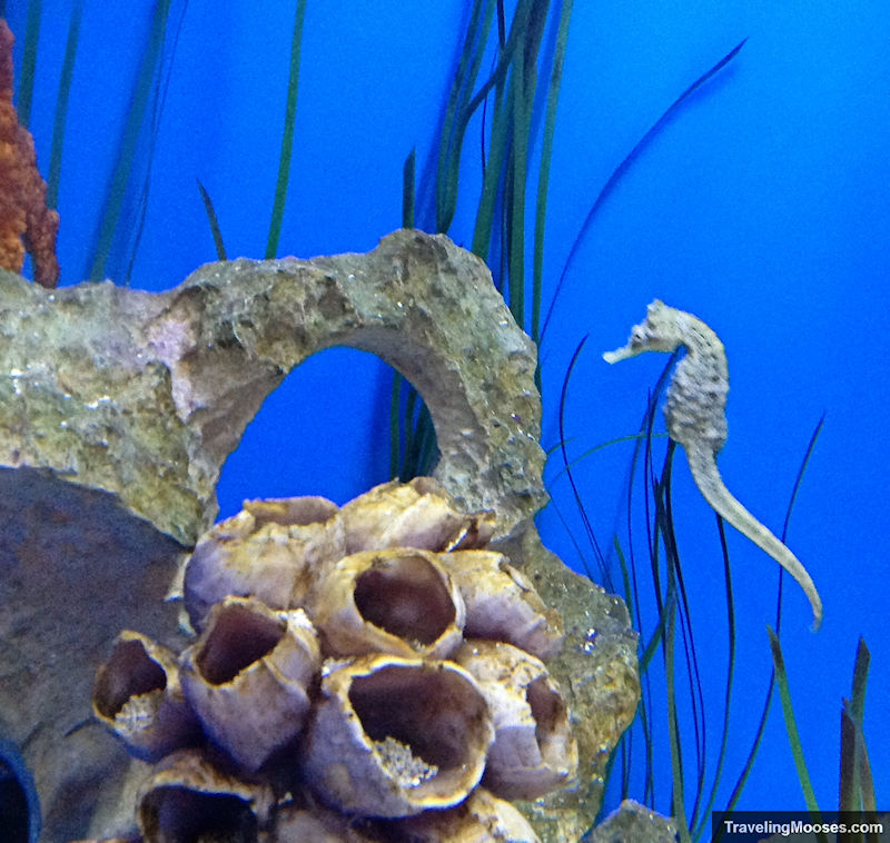 White Seahorse