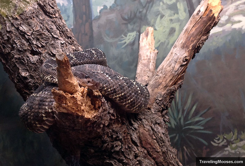 Snake curled up on a log