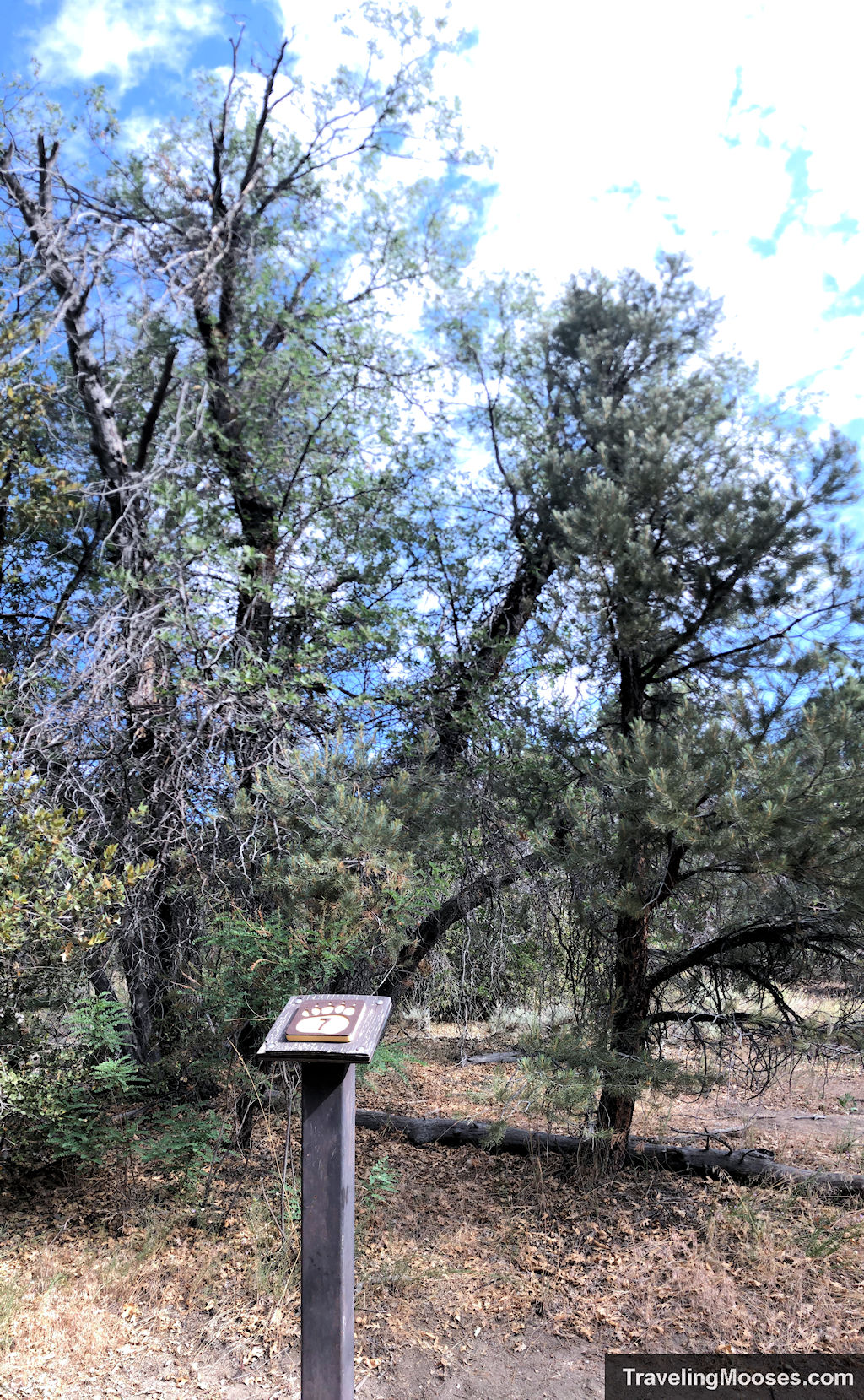 Interpretive Marker # 7 - Oak Trees