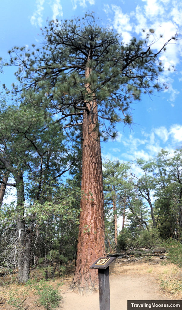 Interpretive marker # 10 - Jeffrey Pine Tree