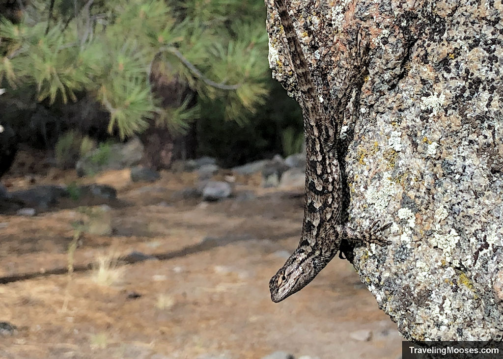 Lizard climbing a rock