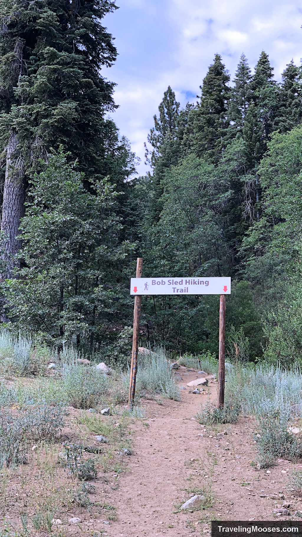 Start of treeline at Bobsled hiking trail