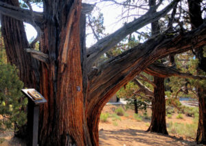 Western Junper Tree