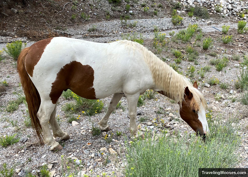 Wildhorse at Lee Canyon