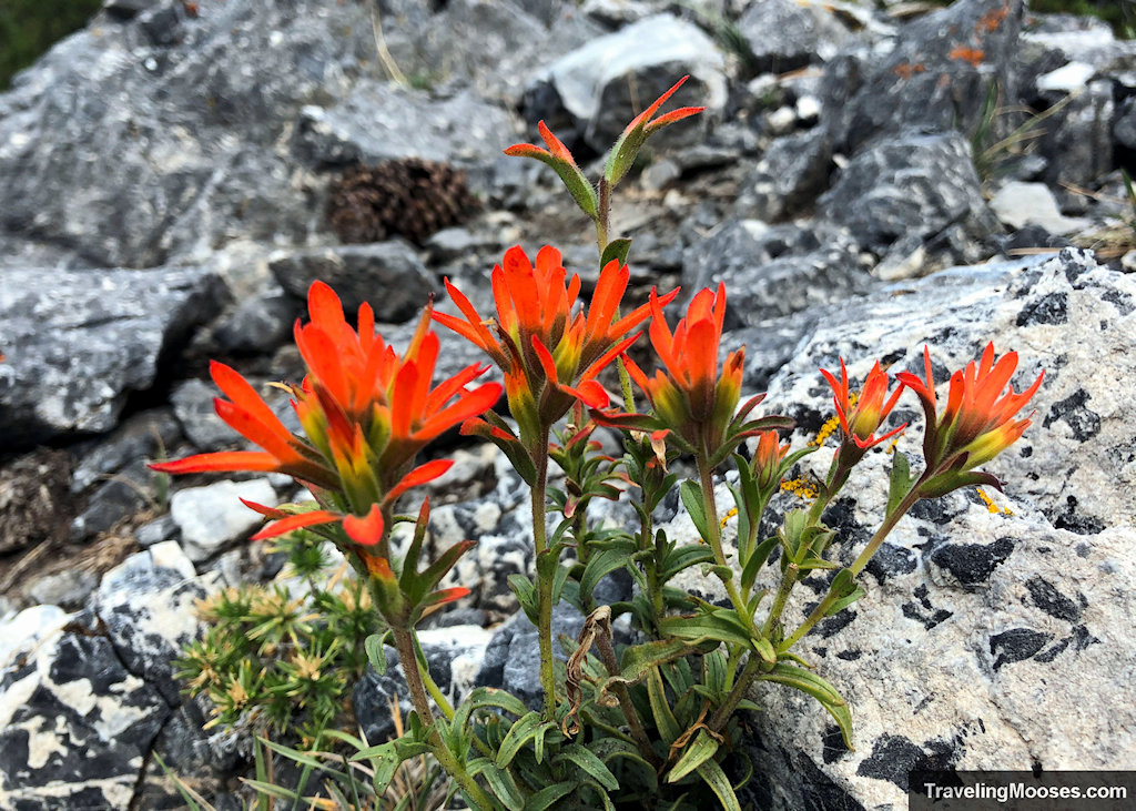 Wyoming Indian Paintbrush flower