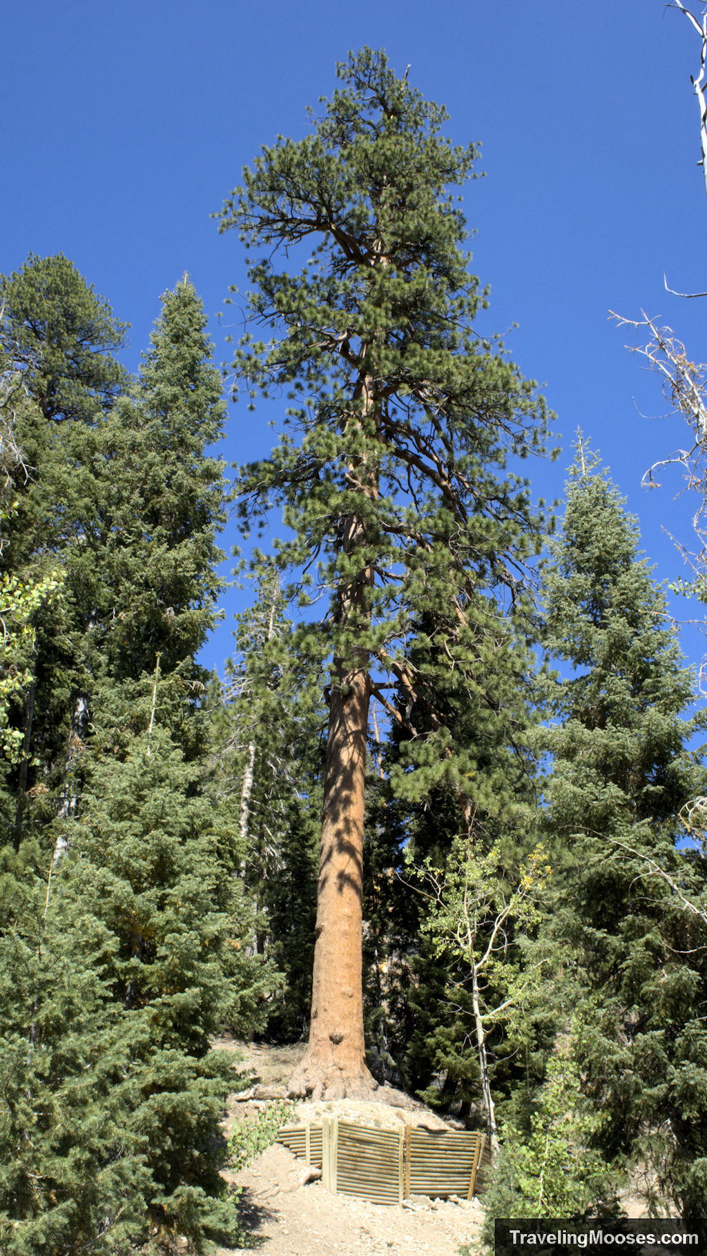 Exploring the Cathedral Rock Trail in Mt. Charleston