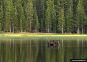 Moose at Bierstadt Lake Trail