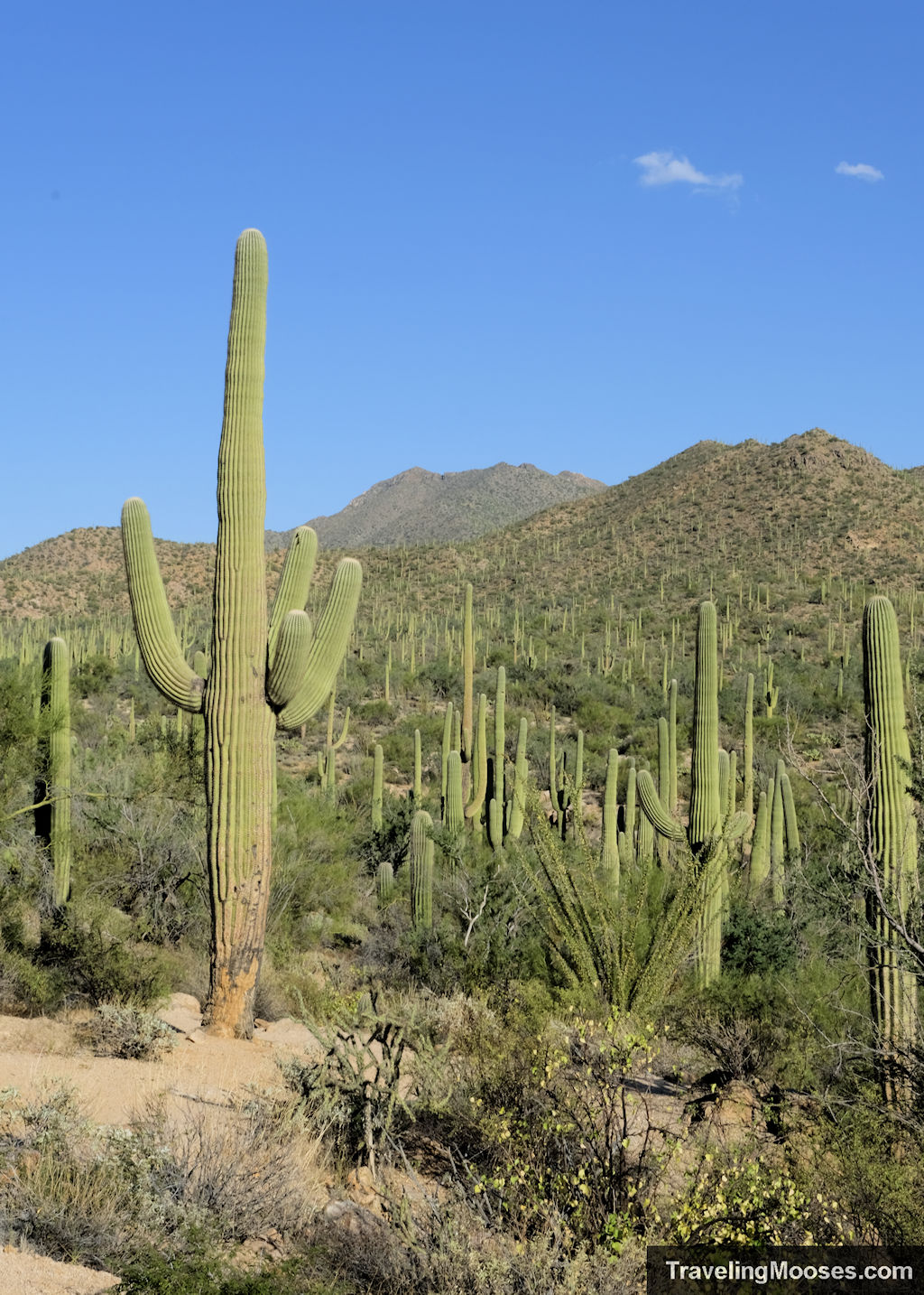 Saguaro National Park West - view of endless saguaros