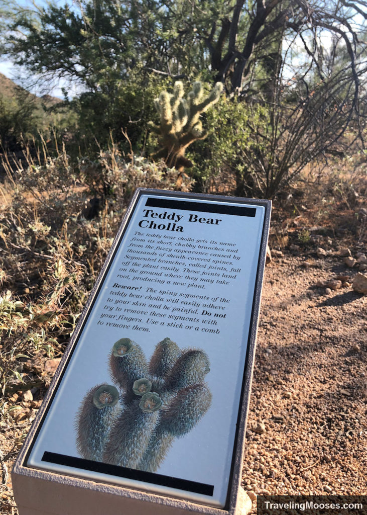 Teddy Bear Cholla Sign Board on Valley View trail saguaro national park west