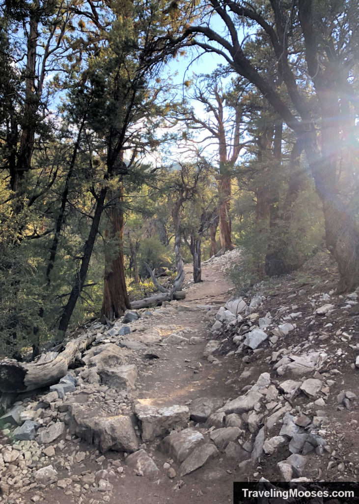 Cougar Crest Trail through Jeffrey Pines