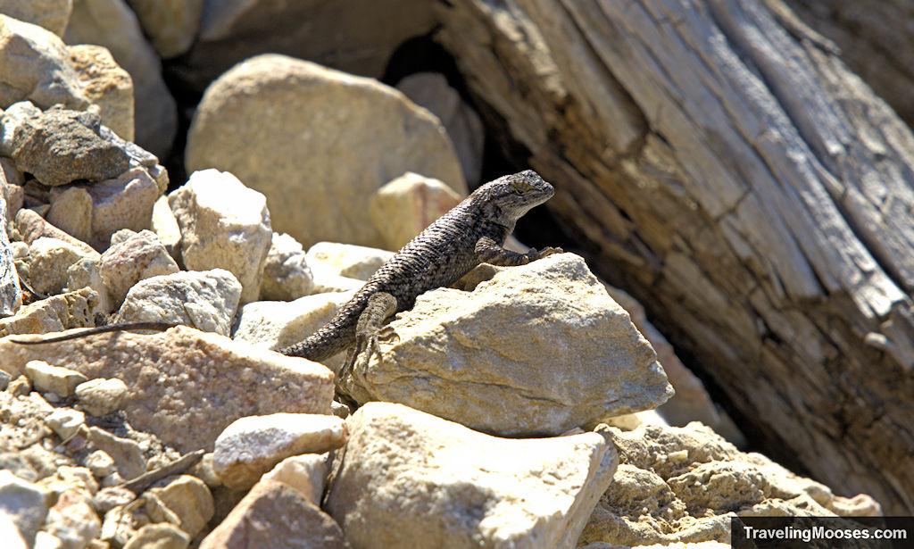 Lizard near Bertha Peak