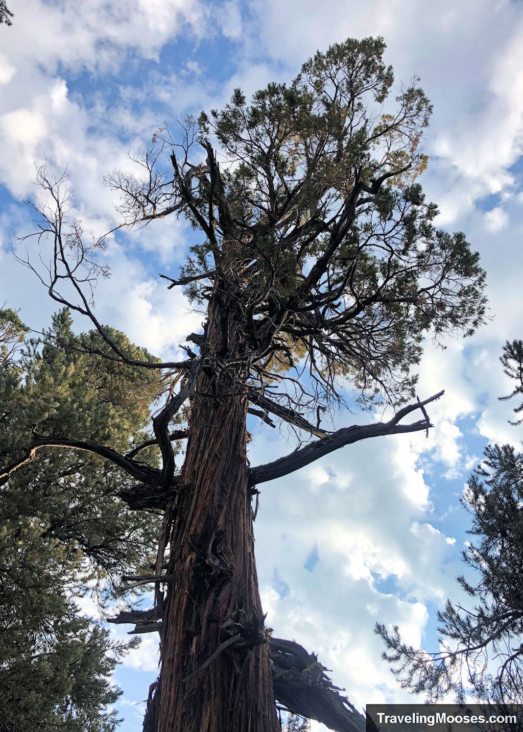 Tree along Cougar Crest Trail