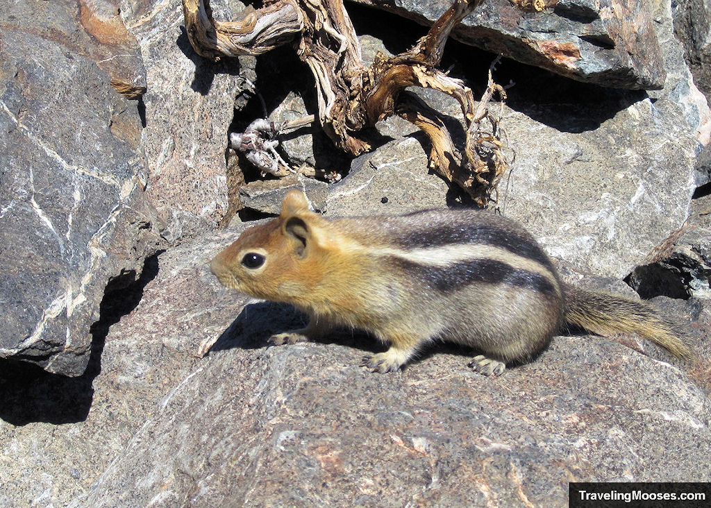 Squirrel on summit of Mt. Tallac