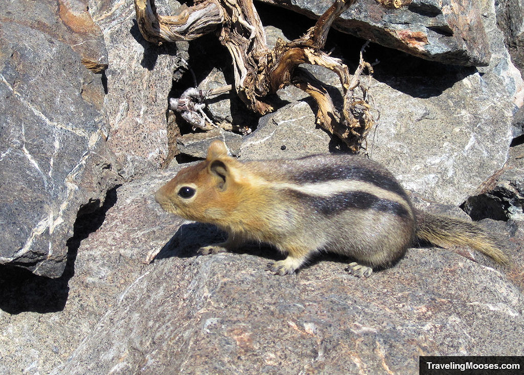 Golden Mantel Ground Squirrel on summit of Mt. Tallac