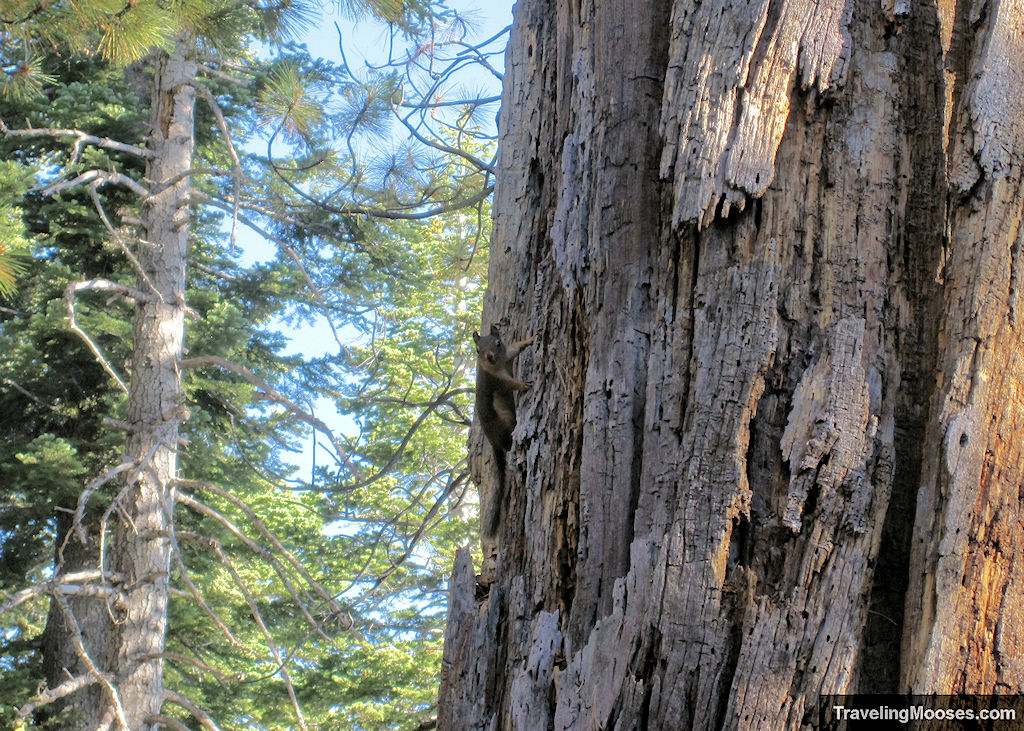 Squirrel climbing a tree along Mount Tallac hiking trail