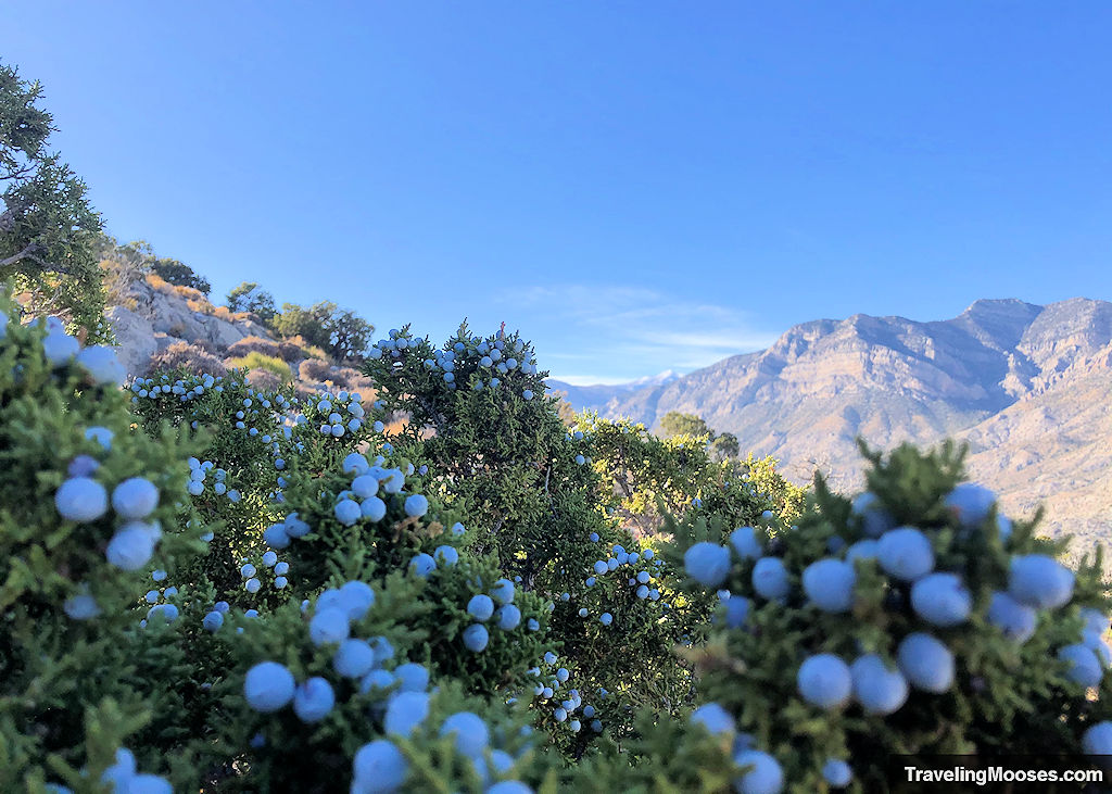 Blue Berries along Turtlehead Peak Trail