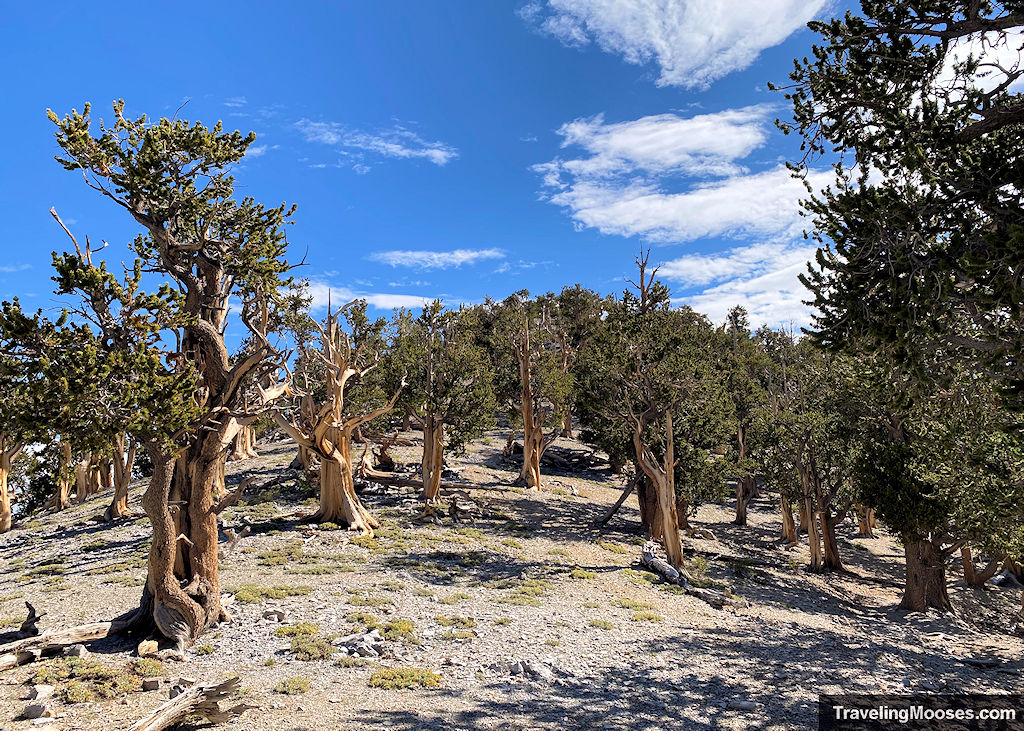 Mountainside filled with many bristlecone trees