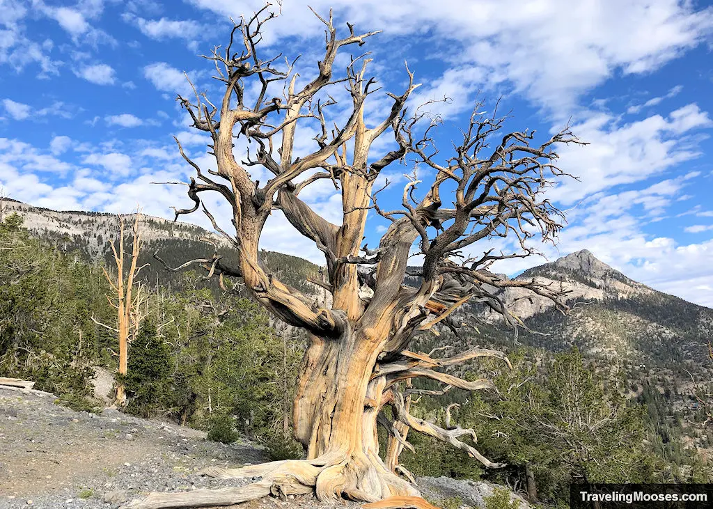 Bristlecone-Tree-along-Raintree-North-Loop-Trail.jpg.webp