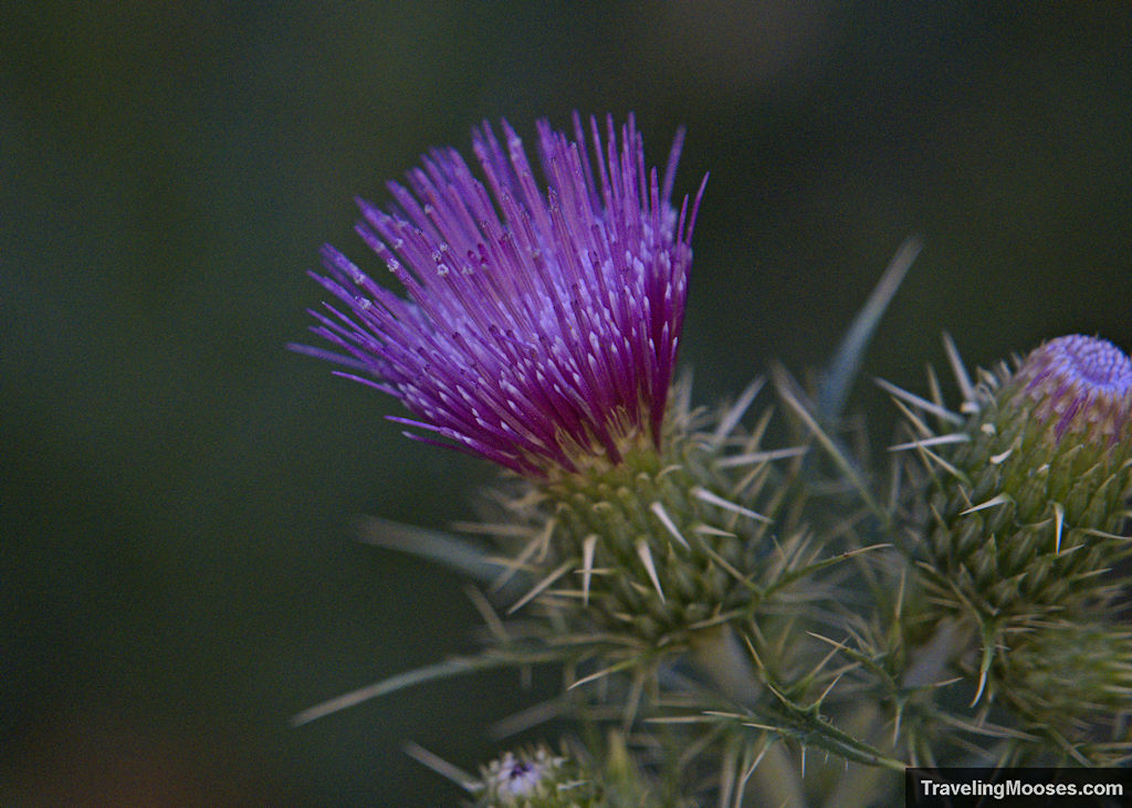 Purple Bull Thistle Flower