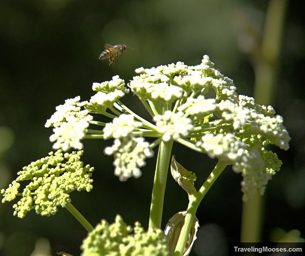 Bee hovering over white flower