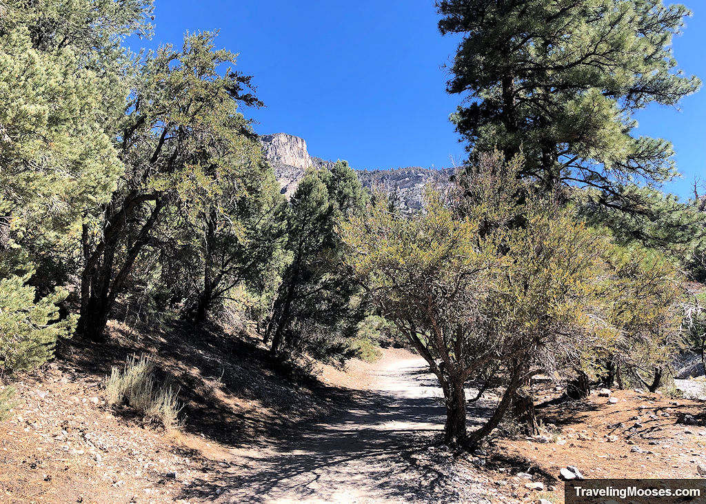 Flat path winding through trees with Fletcher Peak in the background