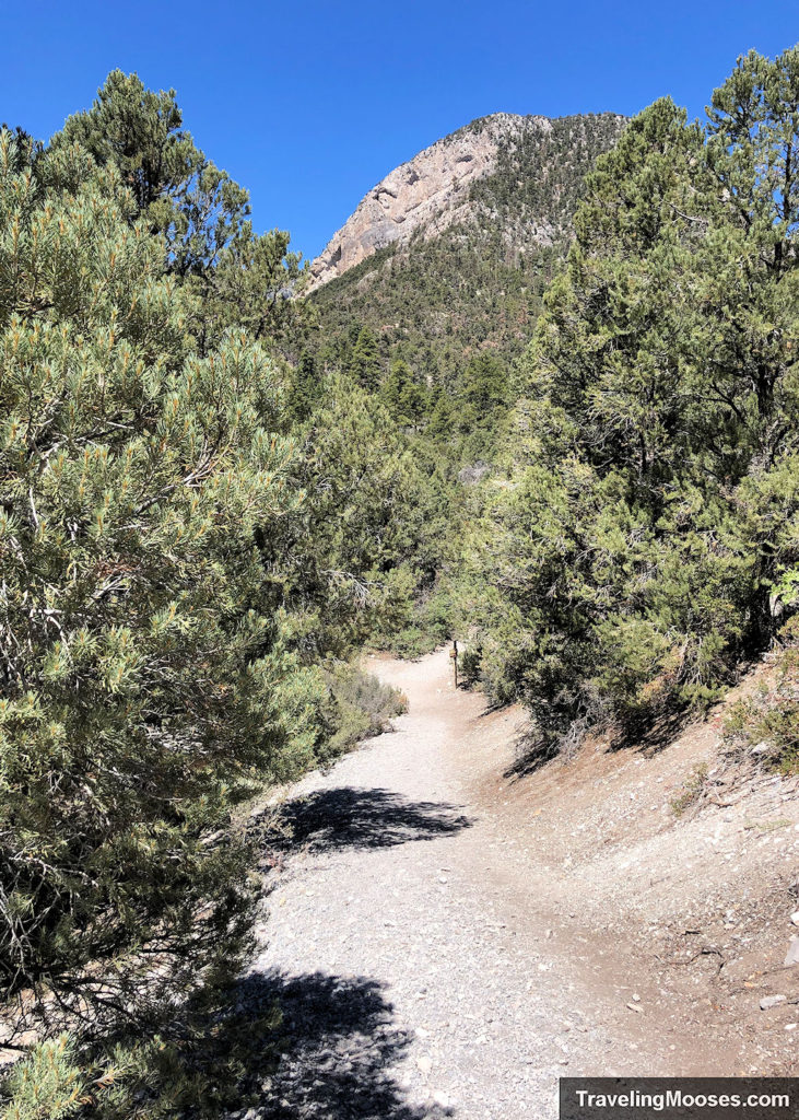 Winding path lined by trees along Eagles Nest Trail