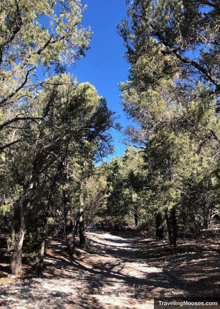 Forested Path shown along Fletcher Canyon Trail near Mt Charleston Nevada