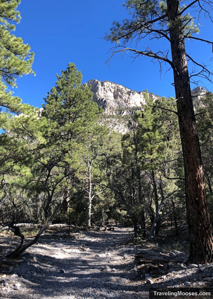 Wide path with trees surrounding trail and mountain peak in the distance along Fletcher Canyon Trail