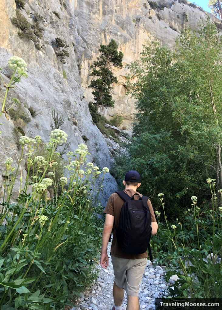 Man walking through wildflowers and slot canyon at Fletcher Canyon Trail in Mt Charleston