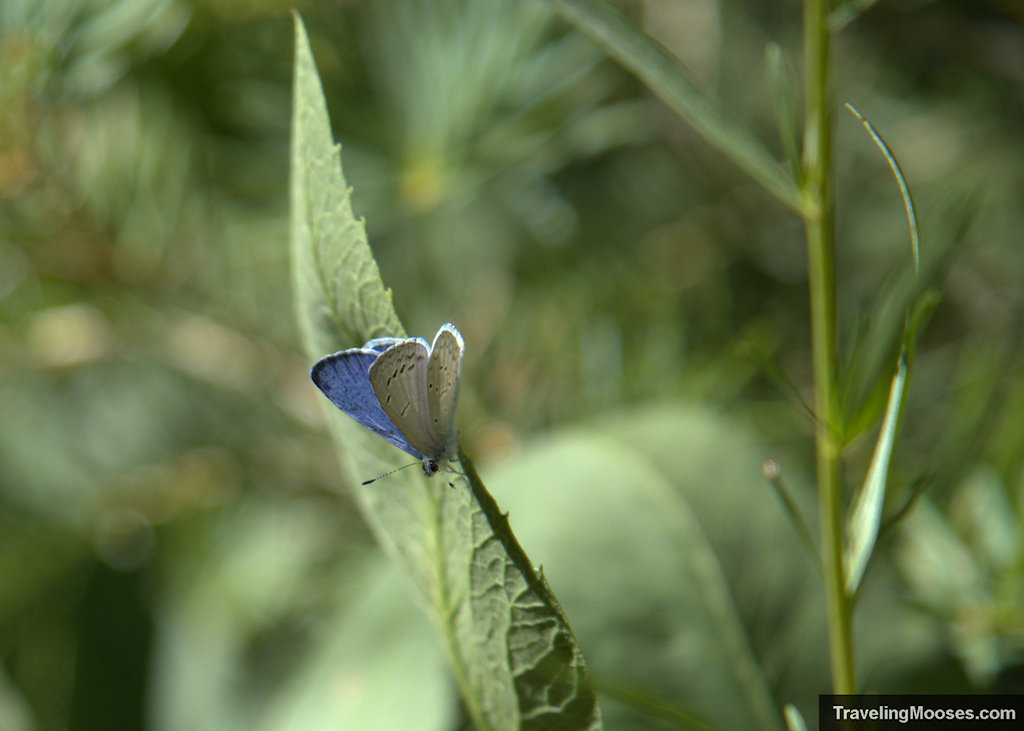 A blue and gray colored Mt Charleston endangered blue butterfly perched on a leaf