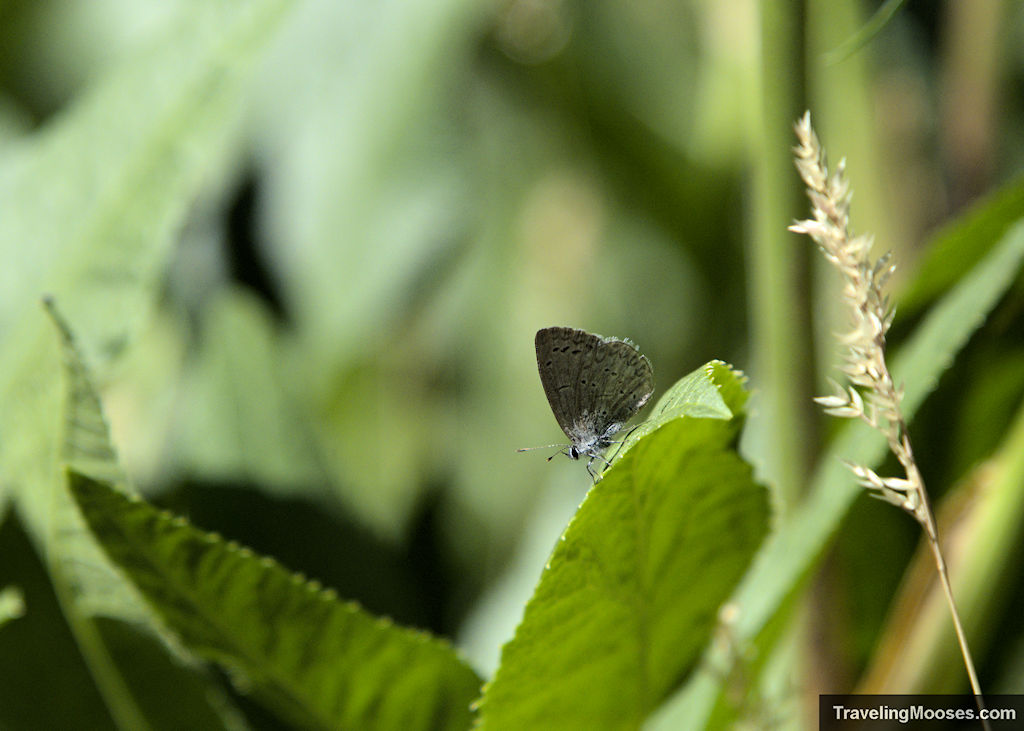 Mt Charleston Blue Butterfly perched on a leaf