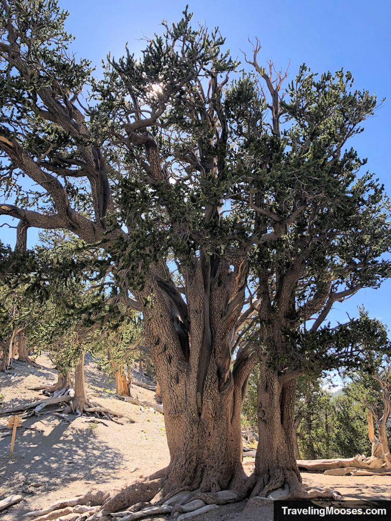 Large Bristlecone tree in Mt Charleston Wilderness named the Raintree