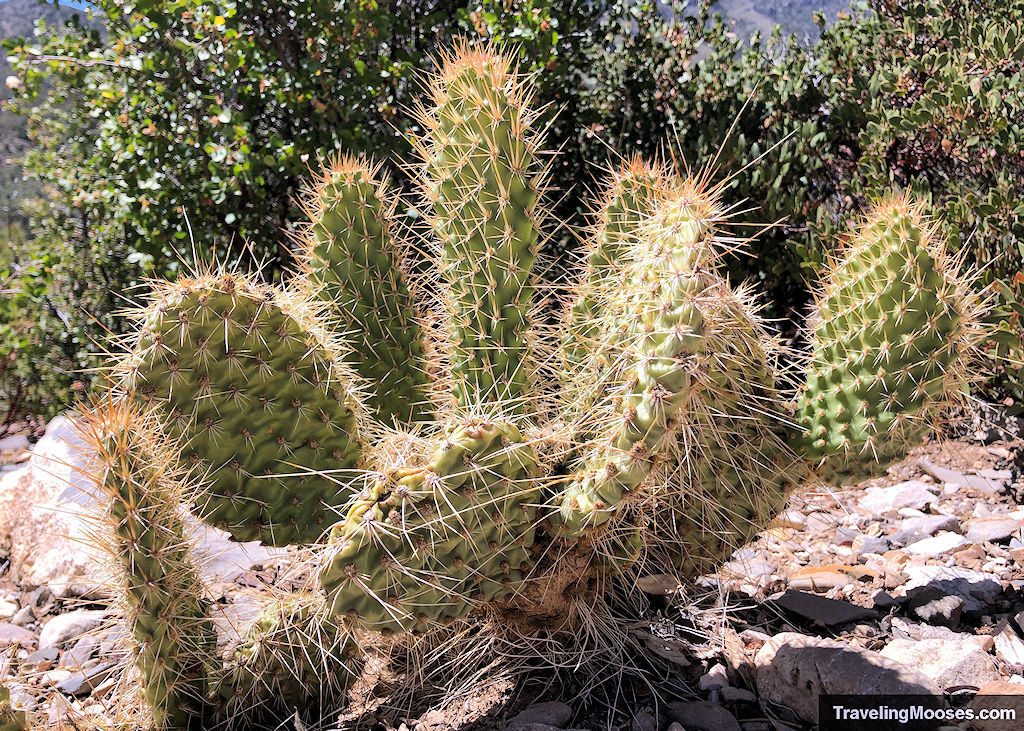 A prickly pear cactus bathed in sunlight