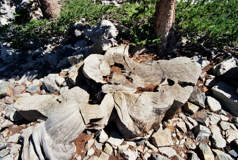 Prometheus (tree), a Great Basin Bristlecone Pine