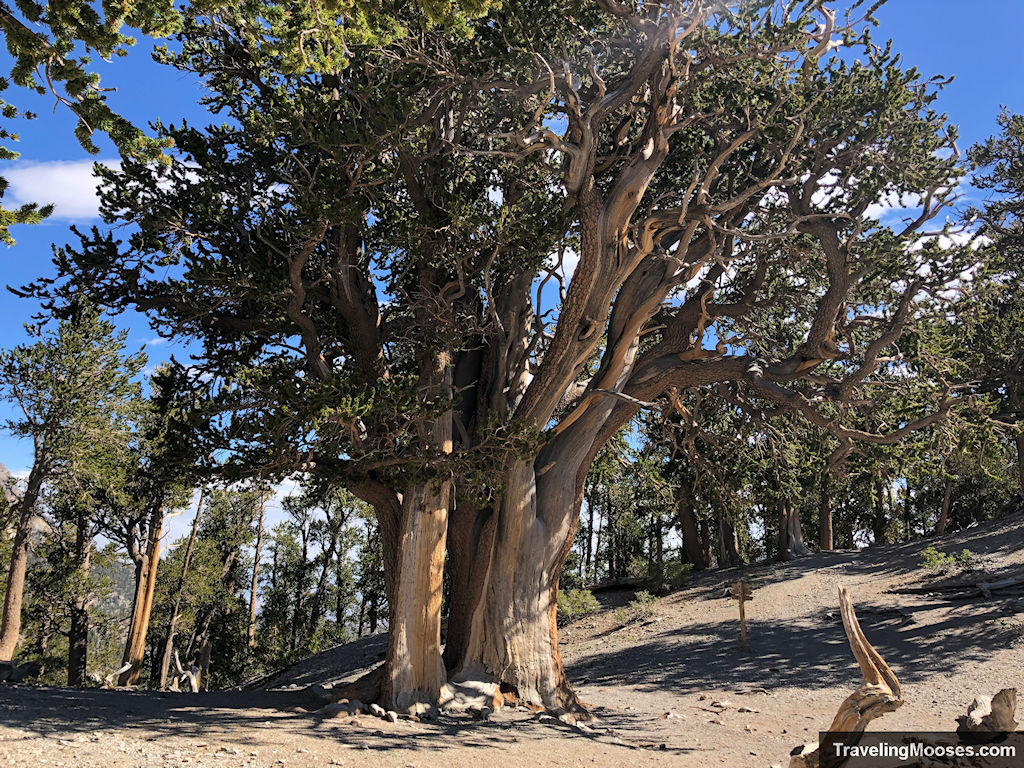 Estimated 3,000 year old bristlecone tree known as the Raintree