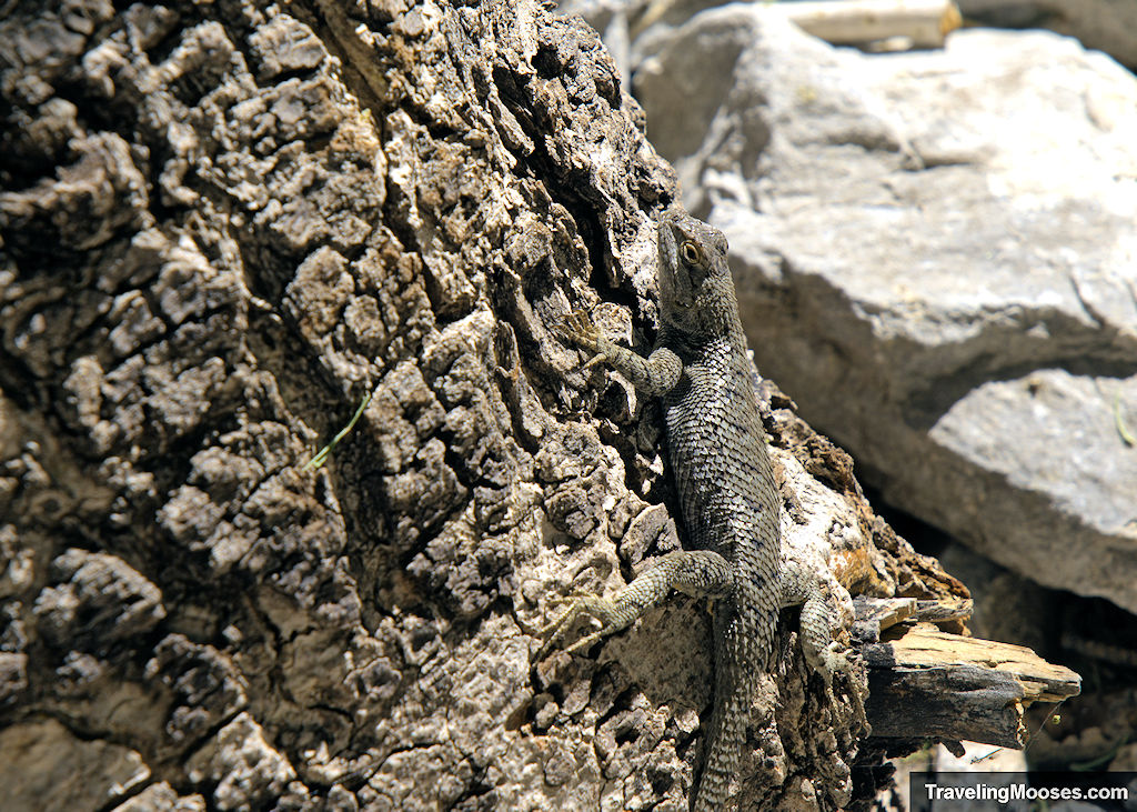 Sagebrush lizard show perched on tree stump in Spring Mountain Wilderness Area