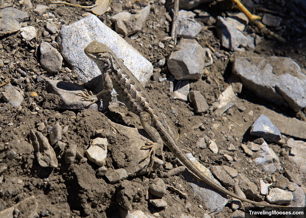 Sagebrush Lizard