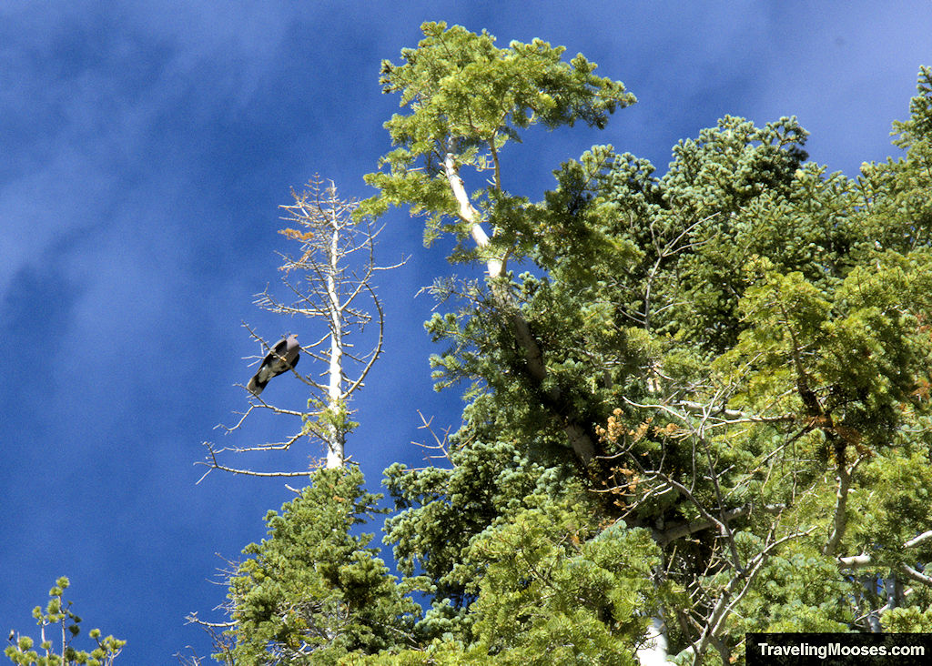 Bird along Echo Overlook Trail