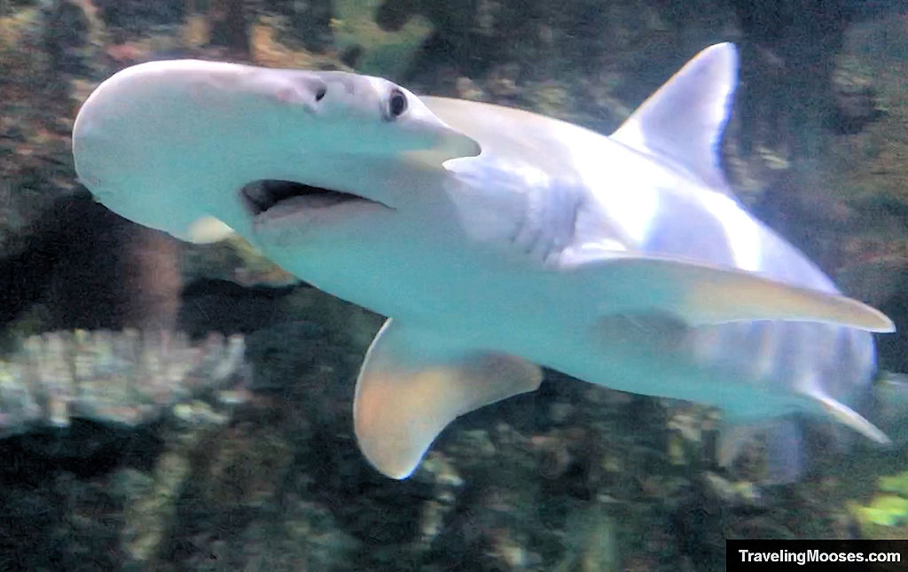 Bonnethead Shark at the Shark Reef Aqaurium