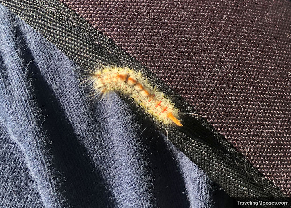 Yellow and Orange Caterpillar