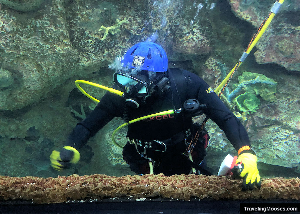 Diver Cleaning Tanks at Mandalay Bay Shark Reef Aquarium