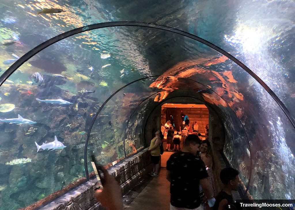 People in the tunnel watching the sharks, Shark Reef Aquarium