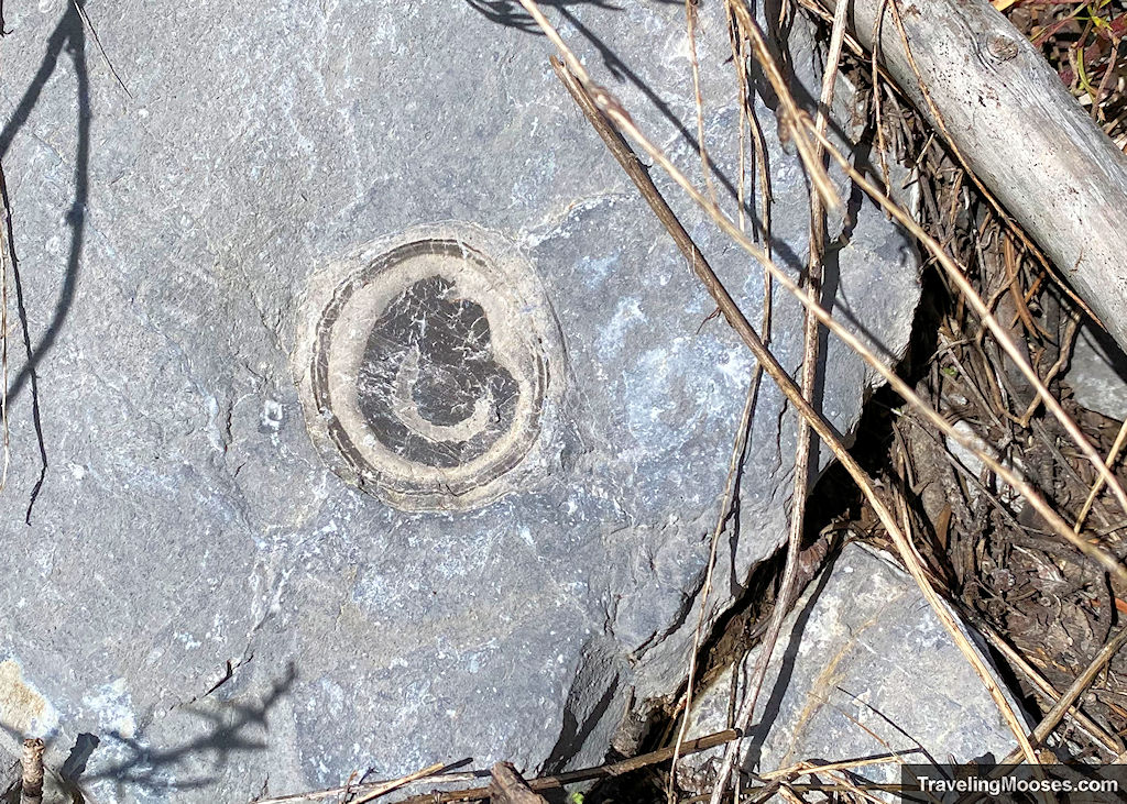 Fossil along Echo Overlook Trail