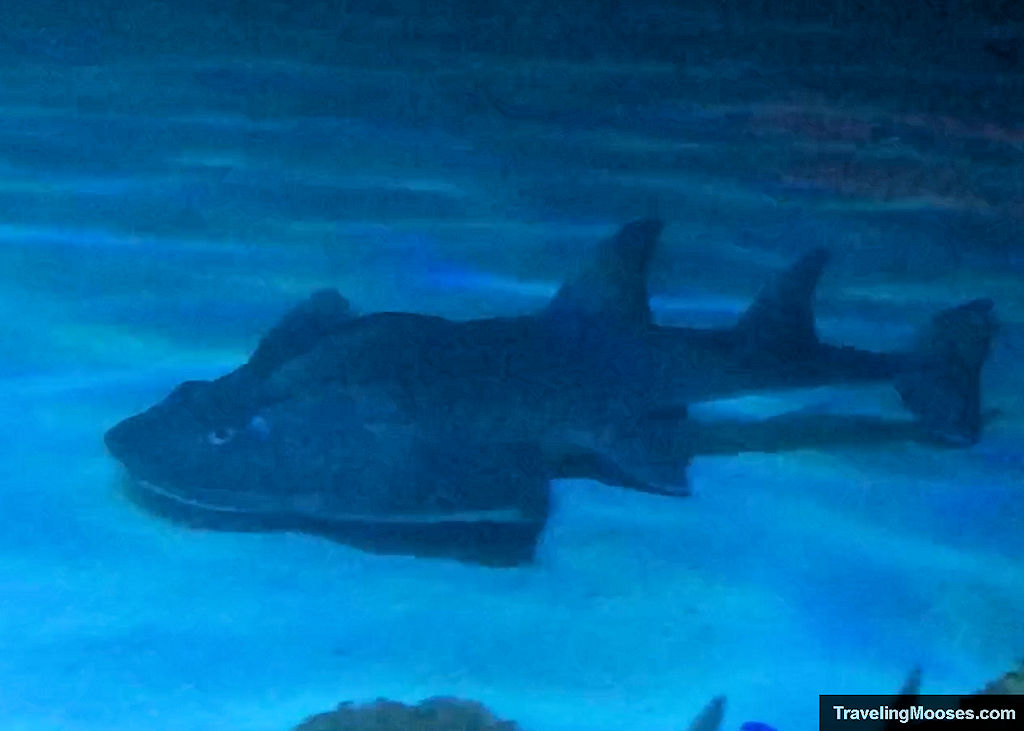 People in the tunnel watching the sharks, Shark Reef Aquarium