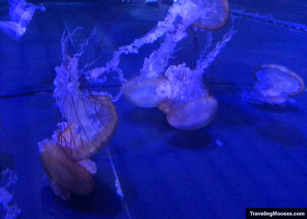 Jelly fish at Shark Reef Aquarium Mandalay Bay